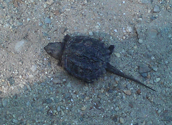 Snapping Turtle.png